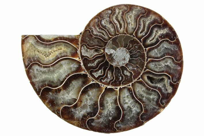 Cut & Polished Ammonite Fossil (Half) - Madagascar #364895